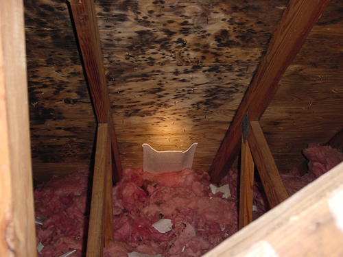Contaminated plywood sheathing 2